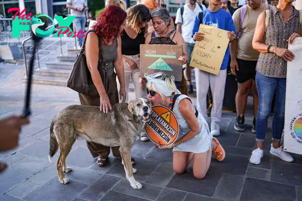 Turkey Passes ‘Massacre Law’ to Remove Stray Dogs From Streets