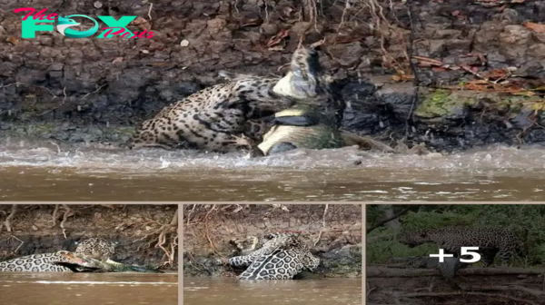 Jaguar’s Intense Battle with Prey in Brazilian River Leaves Tourists Astonished