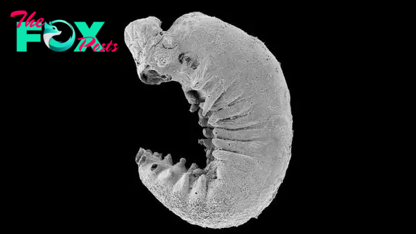 'My jaw just dropped': 500 million-year-old larva fossil found with brain preserved