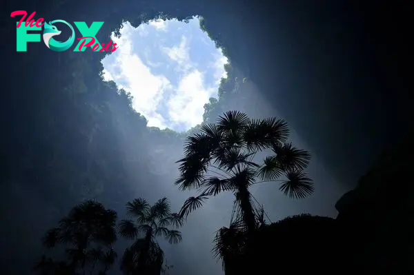 Massive sinkholes in China hold 'heavenly' forests with plants adapted for harsh life underground