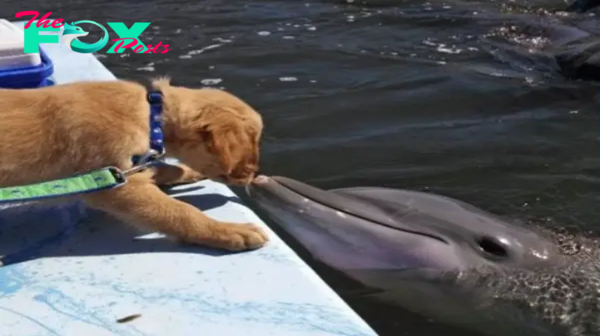 Aww A dolphin awaits a tender kiss from its golden retriever friend, and their photo goes viral.