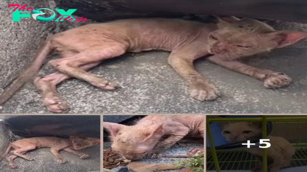 The sick, hairless cat was helpless in a state of collapse, exhausted to the point of collapse and the ending behind that story