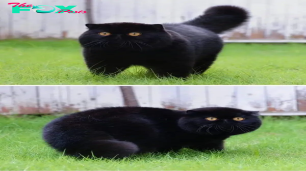 SOT.Mystical Black Cats: Exploring Their Enchanting Charisma.SOT