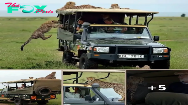 Astonishing Encounter: Tourist Face-to-Face with Wild Cheetah in Safari Jeep