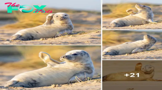 Adorable Seal Pup Waves To The Camera While Sunbathing