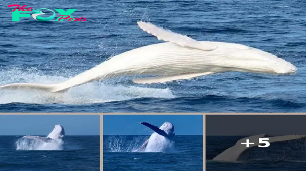 Legendary all-white whale Migaloo spotted off the coast of Australia