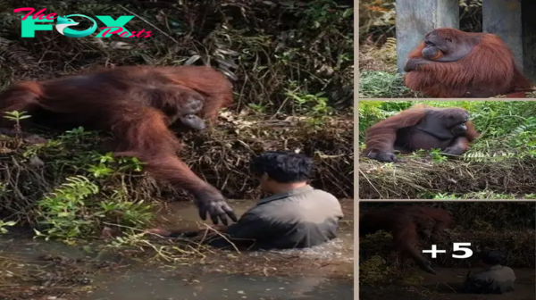 Orangutan reaches out a hand to help man stuck in mud