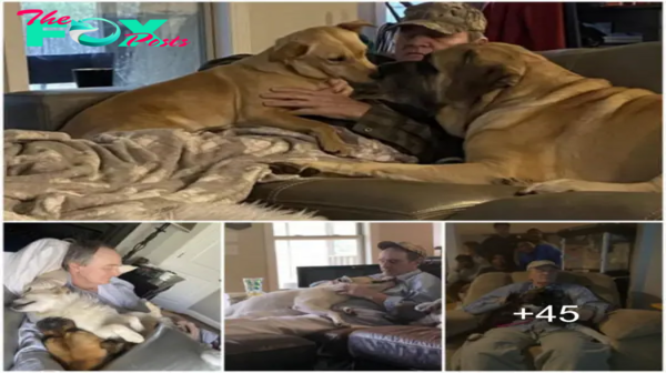 ¡Descubre a su padre durmiendo la siesta rodeado de perros que han invadido su casa!.sena