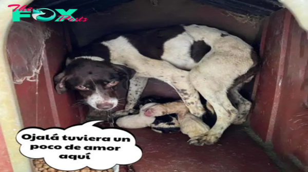 Diva, la perrita preñada que dejó a sus dueños atónitos con su parto excepcional..lamz