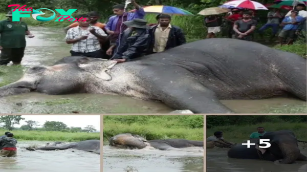 Battle Against Time: Rescuing Injured Elephant Struggling in Water