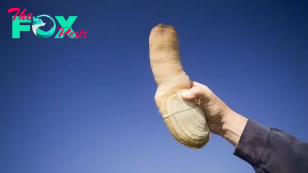 Pacific geoduck: The large, phallic clam that can live longer than 165 years