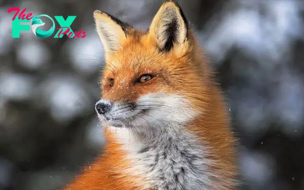 The Fascinating World of Foxes: Adaptability and Intelligence in the Wild H15