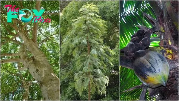 3 remarkable trees: A living fossil, a deadly canopy, and the world's biggest seeds that were once mounted in gold by royals