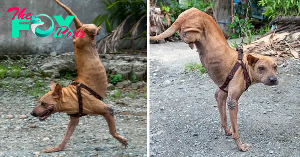 /1.Thanks to her caring owner, a dog born without hind legs has mastered the art of balancing skillfully on her front legs, demonstrating remarkable resilience and adaptability ‎