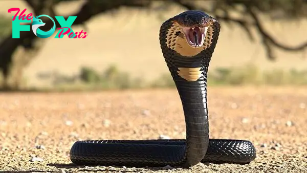 32 of the most venomous animals in the world