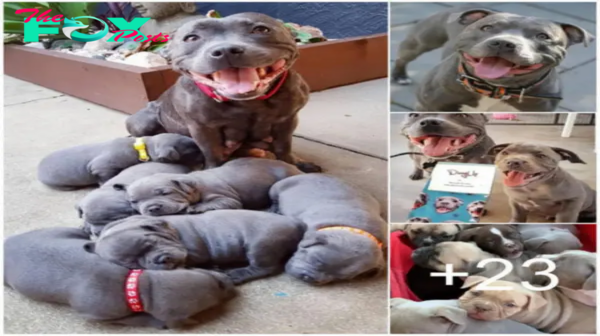 Proud parent: touching moment a dog successfully gives birth to 6 adorable puppies.hanh