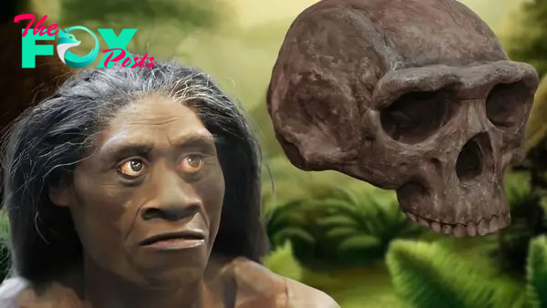 Homo floresiensis: facts about the 'hobbit'