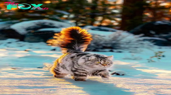 SOT.Meet Henri: The Epitome of Winter Elegance in a Norwegian Forest Cat.SOT