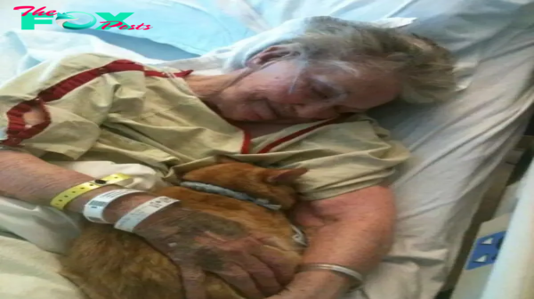 SOT.An Elderly Woman’s Last Desire: Saying Farewell to Her Beloved Cat.SOT