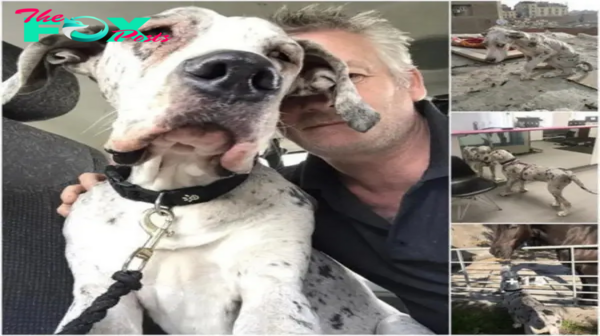 Far from beach days and rock chewing, Great Dane Angelo has finally found his permanent home.hanh