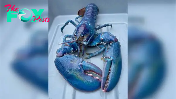 1-in-100 million 'cotton candy' lobster caught off New Hampshire alive and well at aquarium