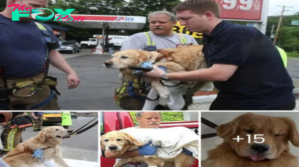 Figo the dog showed extraordinary courage when he fearlessly jumped in front of a bus, trying to protect his blind owner from being attacked.hanh