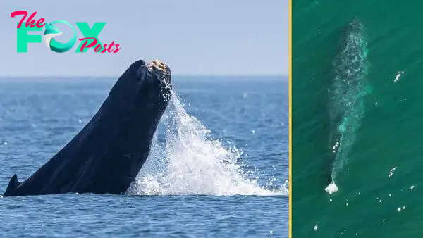 Watch heartbreaking footage of humpback whale with missing tail in Washington state