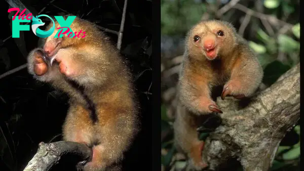 Silky anteater: The tiny, boxing ball of fur