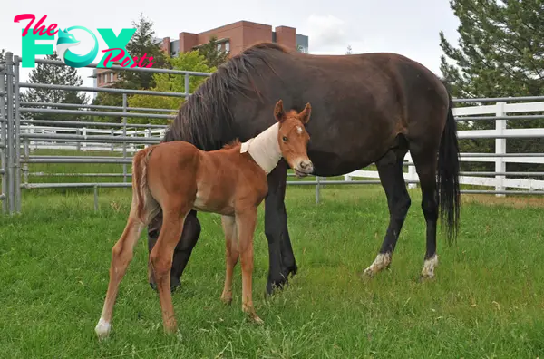 Tragic events bring orphan colt, mare together