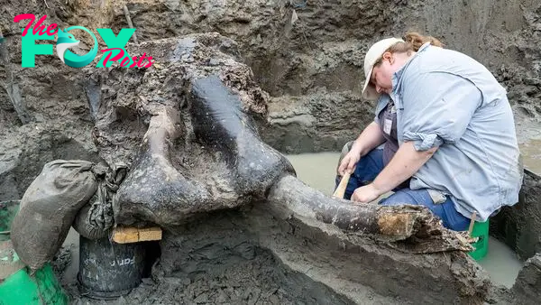 Huge 13,600-year-old mastodon skull and bones unearthed in Iowa