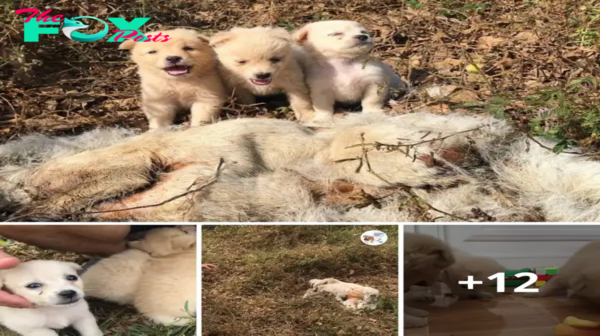 Los tres cachorros estuvieron perdidos en el bosque durante muchos días después de perder a su madre.lamz