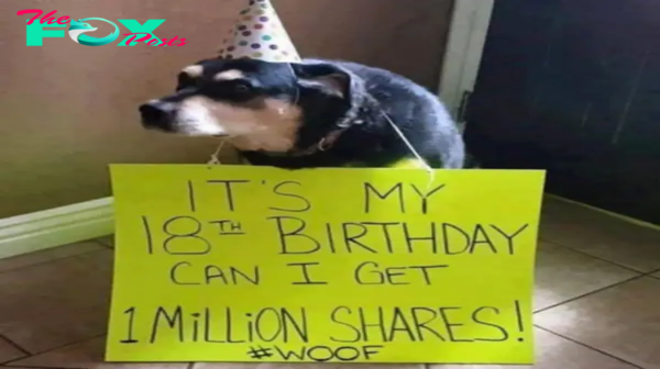 Heartwarming Tale of a Dog’s Birthday: Humble Pooch Wishes for 1 Million Shares as a Gift.hanh