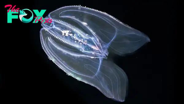 This transparent sea creature can age in reverse