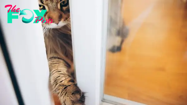 Why do cats hate closed doors?