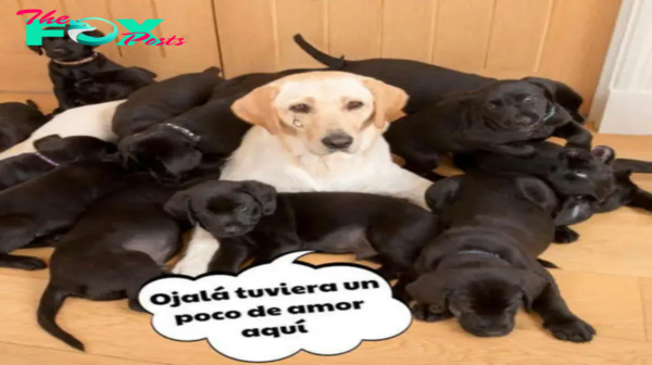 Inesperada sorpresa para todos: la perra labrador crema tuvo 13 cachorros completamente negros.lamz