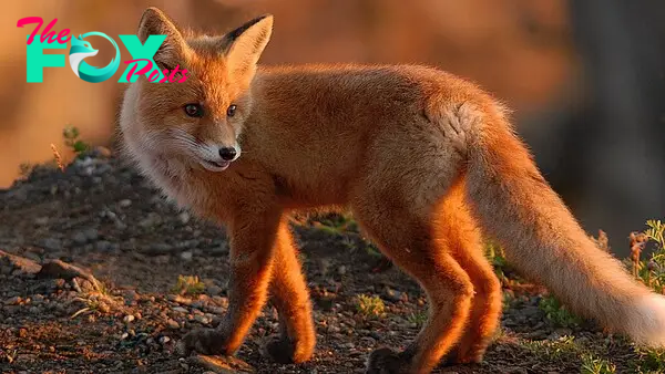 The Enigmatic Fox: Adaptability, Culture, and Conservation H18