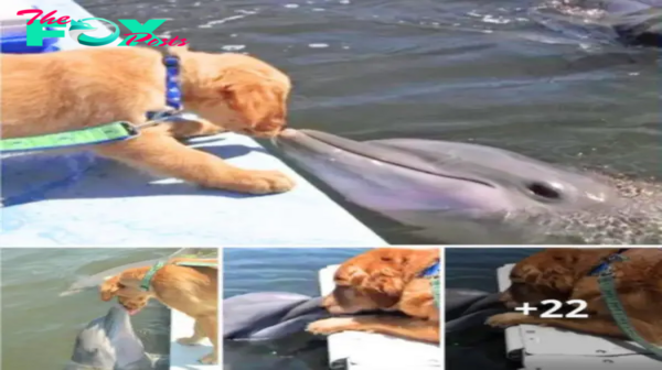 A dolphin eagerly awaits a tender kiss from his golden retriever friend, and their photo goes ⱱігаɩ. Gunner and Delta are two best friends who love spending time together and sharing sweet kisses.sena