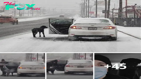 Bajo la tormenta de nieve, un perro callejero encontró consuelo y calor cuando una persona bondadosa le ofreció refugio y compasión.criss