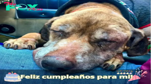 En un gesto sincero, un piloto transporta a un perro de un refugio a recorrer 400 millas para permitirle pasar sus últimos momentos con una familia cariñosa.lamz