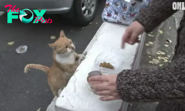 Stray cat refuses to eat unless she gets food in a bag