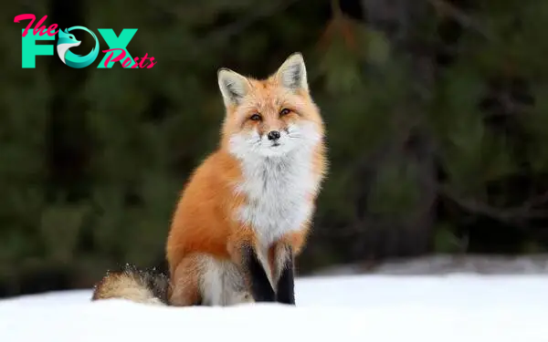 The Fox: An Adaptable and Fascinating Creature H15