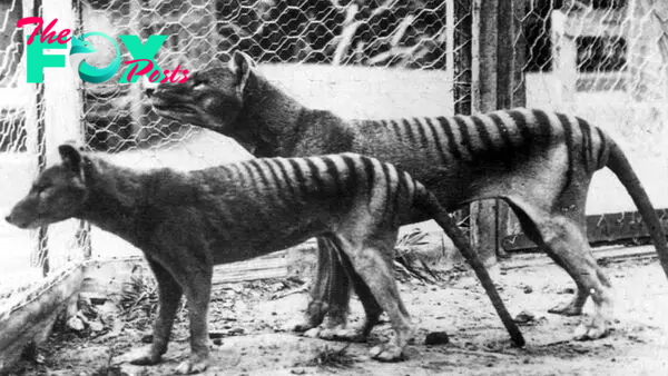 Tasmanian tiger: Facts about the extinct thylacine