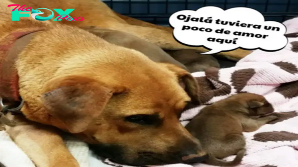 Diva, la perrita embarazada que dejó a sus dueños sorprendidos con su parto excepcional.lamz