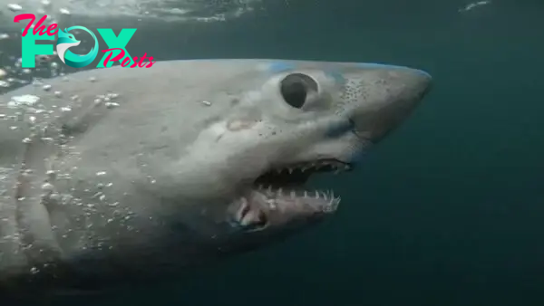 A really big shark got gobbled up by another, massive shark in 1st known case of its kind