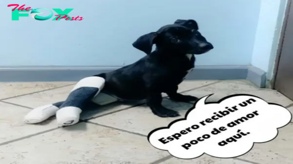 Esperando todo el día para ser bienvenido: ¡Protege a tus queridos amigos peludos!.hanh