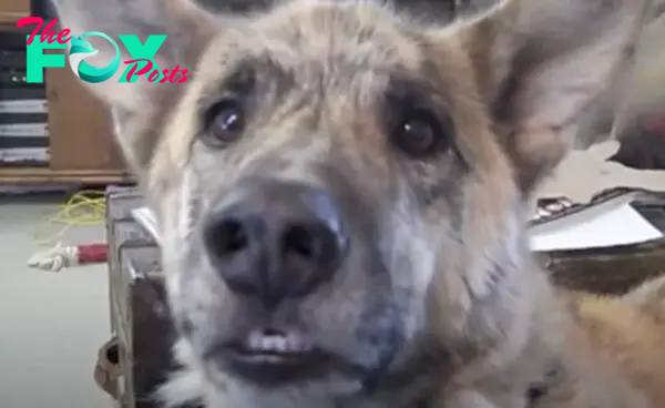 Owner tells dog he passed all the treats to the cats, over 200 million have watched his reply