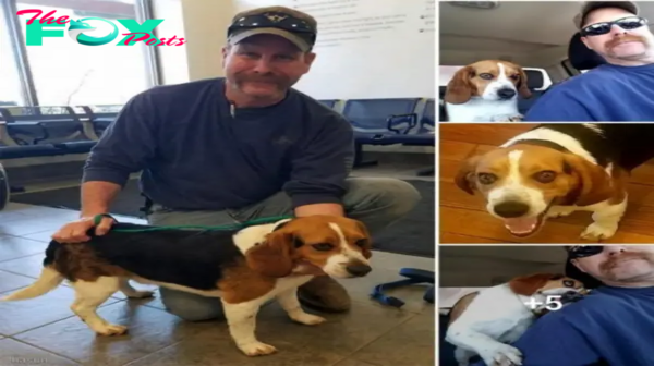 A Touching Moment: A Man Saves a Beagle from Euthanasia and Receives Heartfelt Thanks in a Warm Hug.hanh