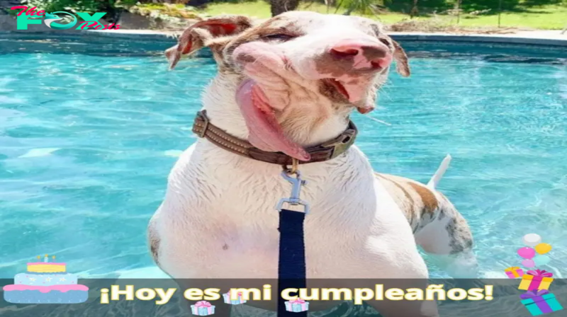 Un perrito con una deformidad única en su cara, ignorado durante mucho tiempo por las personas, sueña con un solo anhelo verdadero: ser querido y aceptado tal como es.hanh