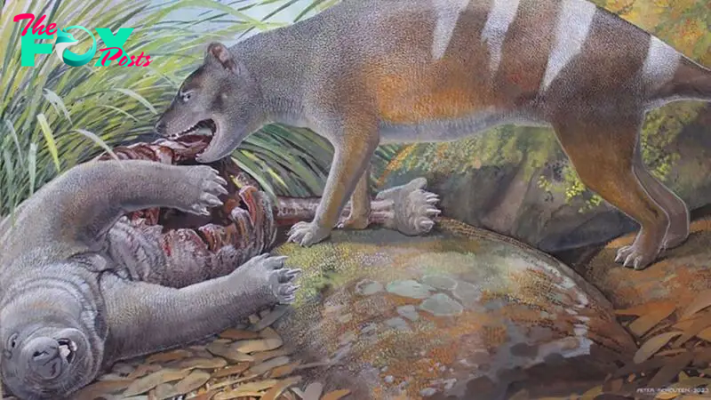 Fossils of bone-crushing and meat-slashing Tasmanian tiger ancestors discovered in Australia