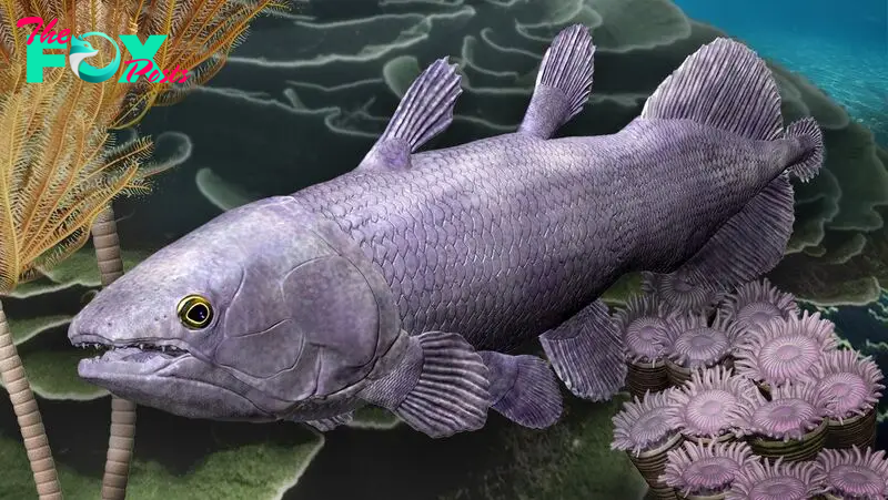 Ancient relative of 'living fossil' fish reveals that geological activity supercharges evolution